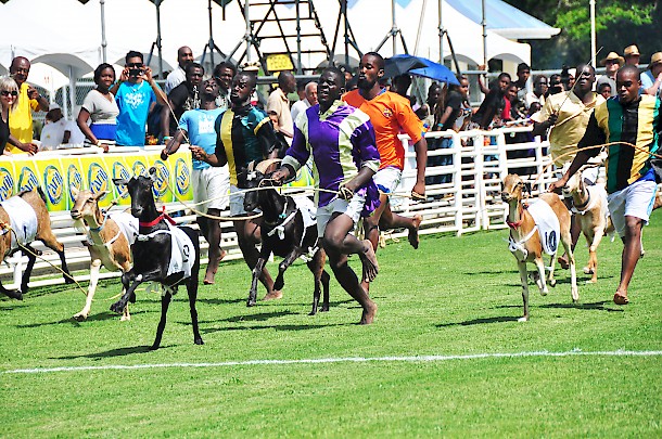 Bucco Goat Race Festival. Photo: Tobago House of Assembly