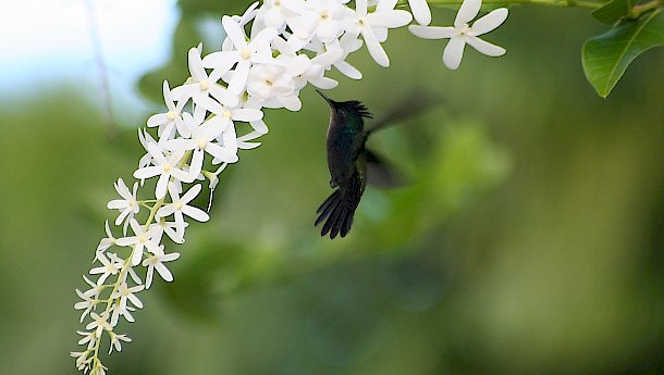 A Bajan hummingbird. Photo: Macmukka
