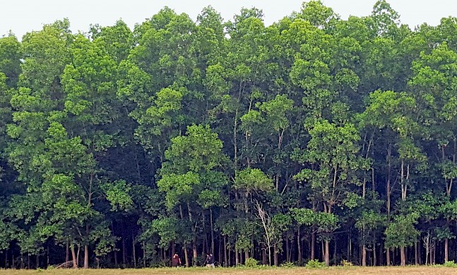Royal Phnom Penh Hospital & Royal Angkor Hospital